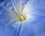 morning_glory background image