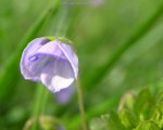 speedwell background image