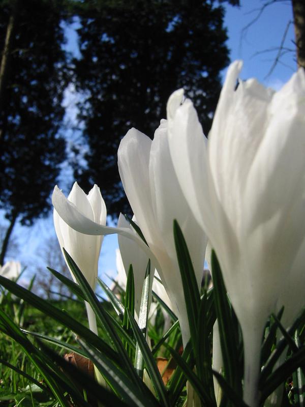 crocus15