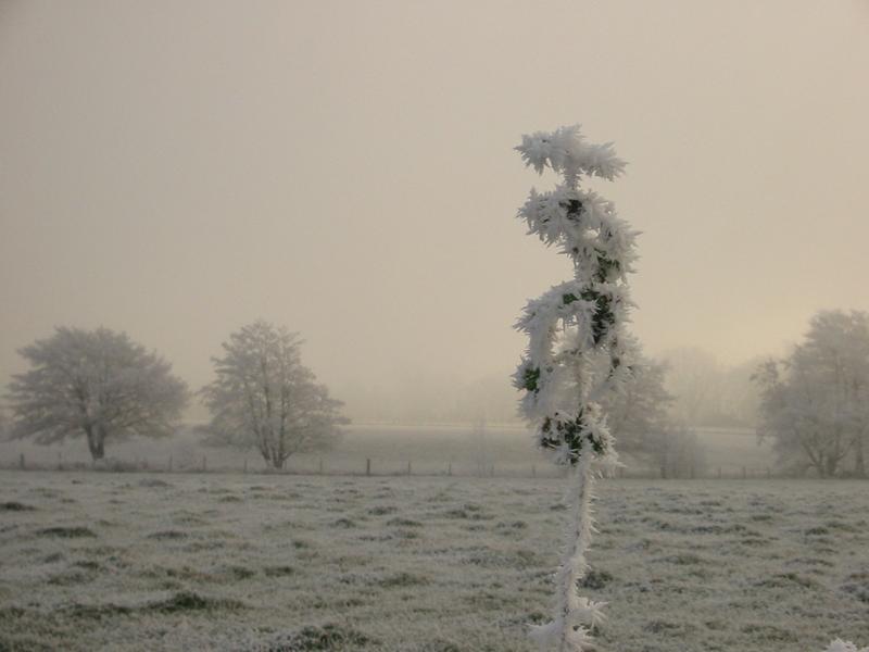 frost