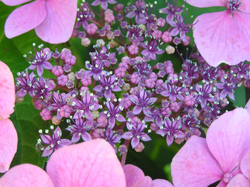hydrangea1