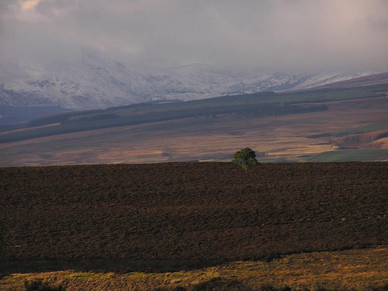 moor