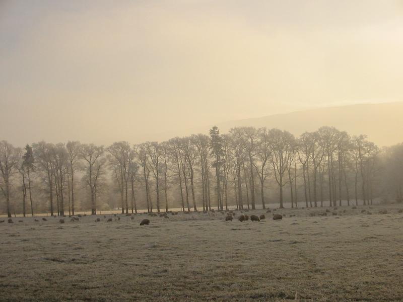 treeline