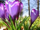 crocus4
