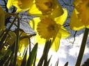 daffodil_1