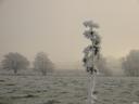 frost