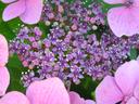 hydrangea1