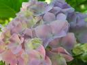 hydrangea3