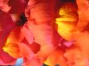 petal1