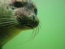seal2